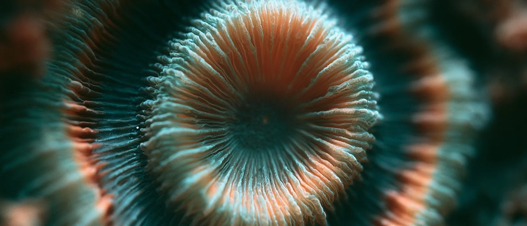 Coral rosette